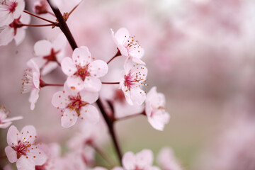 The plum blossom