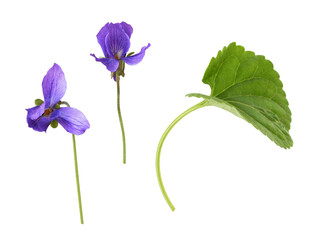 Set of Violat flowers and leaf isolated on white or transparent background