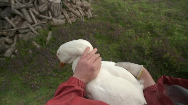 Farmer stroking and examining goose. Checking the cloaca. Poultry. Montage