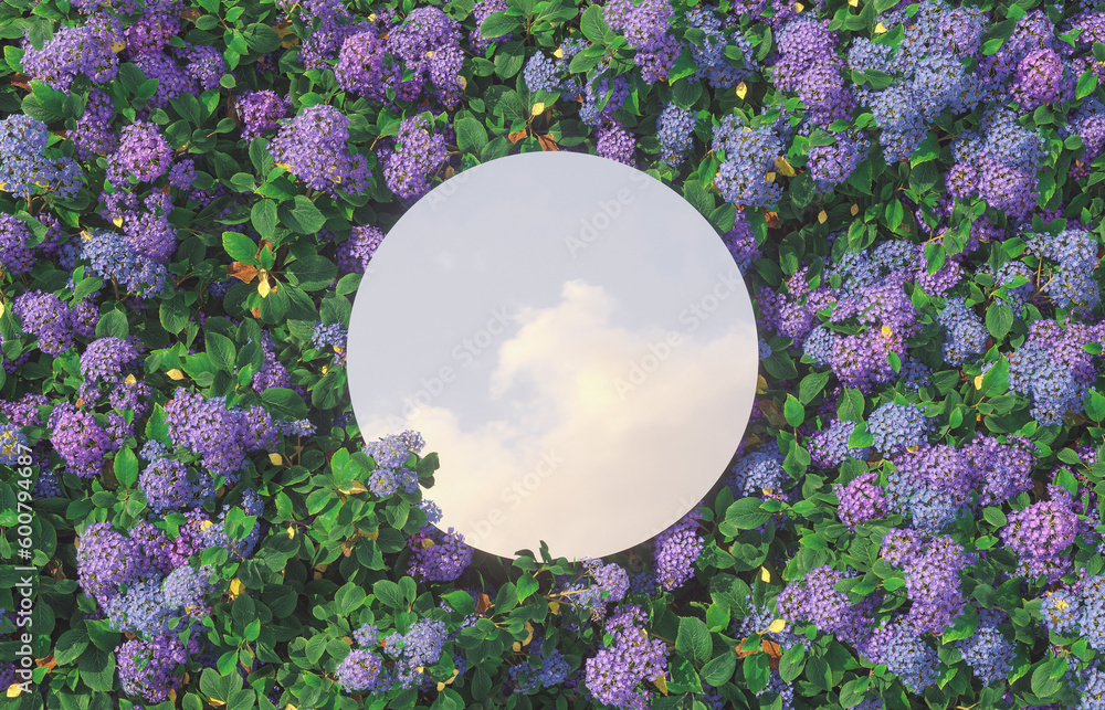 Leinwandbilder Sky reflection in mirror on spring Hydrangea flower field. 3d rendering.
