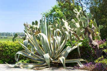 Large Variegated Century Plant (Agave americana variegata), and Barbary fig (Opuntia ficus-indica) in a mediterranean garden.