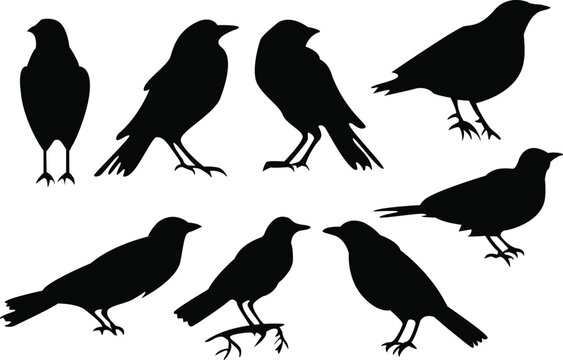 Set of crow silhouettes. Crow icons set. Crow vector illustrations set.