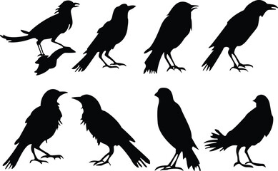 Set of crow silhouettes. Crow icons set. Crow vector illustrations set.
