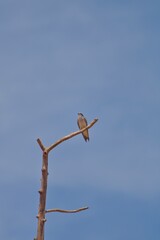 Ave repousando sobre um galho seco no céu azul