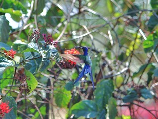 Beija-flor voando próximo à flor