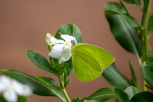 Borboleta amarela se alimentando em uma flor branca