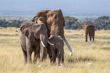 A large bull elephant walks with a female and baby through the long grass of Amboseli National Park, Kenya
