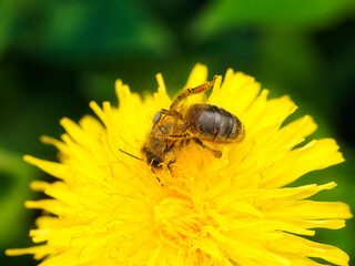 Worker bee in the middle of hard work collecting nectar from a yellow spring dandelion flower covered by pollen in macro detail.