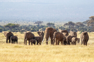A large bull elephant walks with a herd of females and young through the long grass of Amboseli...