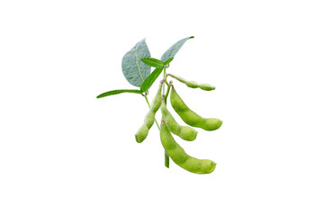 Soybean or soya bean branch isolated transparent png. Glycine max plant with beans and leaves.   - obrazy, fototapety, plakaty