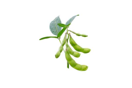 Soybean or soya bean branch isolated transparent png. Glycine max plant with beans and leaves.  