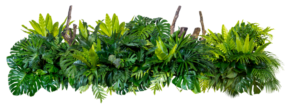 Plant leaves Green nature Tropical forest isolated on transparent background - png	

