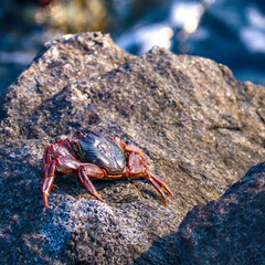 the red colored crab standing on a rock in the sunshine near an ocean
