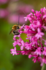 Scarce long horned bee a species of honey bees on a red valeria flower. Eucera nigrescens. 