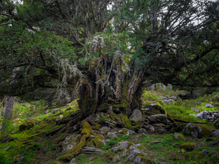 Obraz premium Tejo milenario de la Angostura