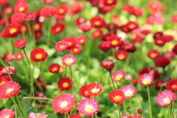 Obraz na płótnie Canvas Glade of bright spring flowers. Red small flowers on a blurred background. Flowers with selective focus