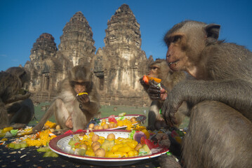 The monkeys enjoy eating local fruits ,vegetables, salad, eggs, dessert which bring people to thank in Monkey party Phra Prang Sam Yot temple, Lopburi Province in Middle of Thailand.