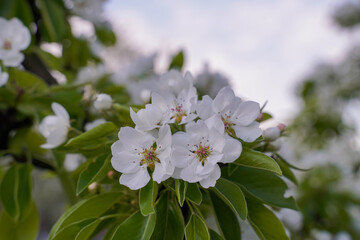 White flowers of an apple or plum tree against a blue sky with copy space. The spring awakening of...