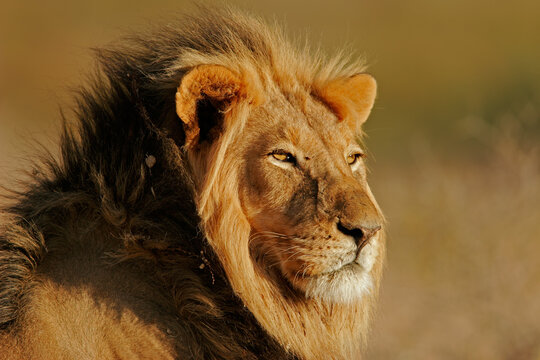 Portrait of a big male African lion (Panthera leo), Kalahari, South Africa