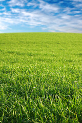 A fresh green field on a bright day