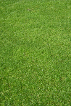 New fresh perfect natural green golf grass