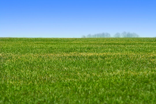 Sky and green grass landscape. Ideally for your use.