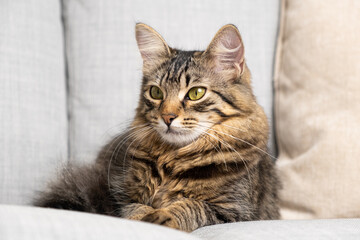 Fototapeta na wymiar Beautiful brown tabby cat with yellow-green eyes lying on the couch