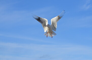Seemöwe in der Luft