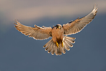 A lanner falcon (Falco biarmicus) landing with outstretched wings, South Africa