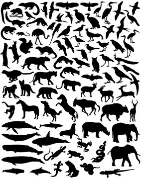 Collection of a wide range of wild animal silhouettes