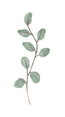 Beautiful clip art stock illustration with hand drawn watercolor branch with leaves.