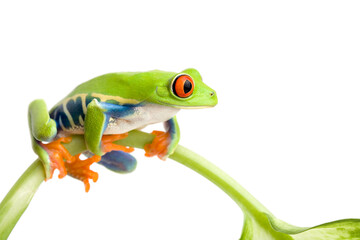Fototapeta premium frog sitting on a stem isolated on white, red-eyed tree frog (Agalychnis callidryas)