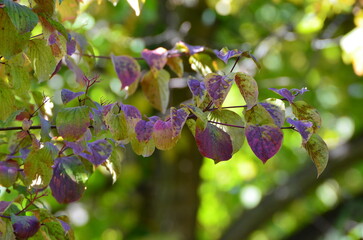NATURE