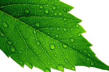 Macro shot of a fresh green leaf after rain