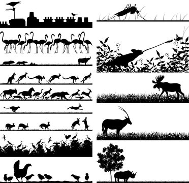 Selection of vector outline foregrounds of animals