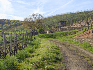 Fototapeta na wymiar In the vineyards of Bad Neuenahr - Ahrweiler