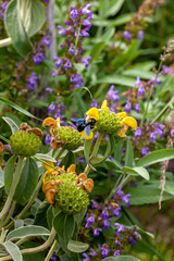 Abeille charpentière (Xylocopa violacea) butinant une fleur de sauge de Jérusalem (Phlomis)