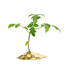 Fototapeta na wymiar Plant sprouting from a pile of golden coins (isolated) - business growth concept