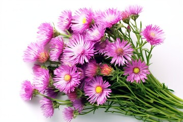 Aster, purple flower on white background (Ai generated)