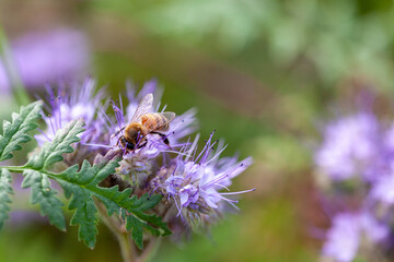 Apiculture - Abeille mellifère butinant des fleurs de phacélie