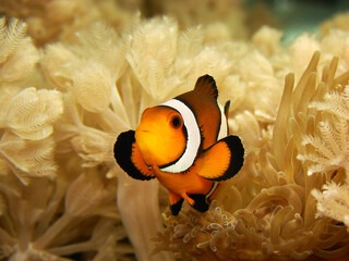 Fototapeta na wymiar A clownfish (Amphiprion Ocellaris) next to his anemone.