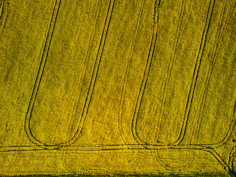Aerial panorama taken with flying drone with yellow rapeseed field and agricultural land at sunset. Abstract background with stripes and waves. - Image