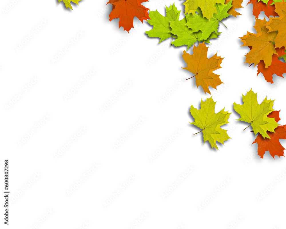 Poster autum background with colorful fall leaves falling down from tree