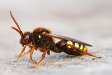 Closeup of a colorful female Lathbury's nomad bee, Nomada lathburiana sitting on wood