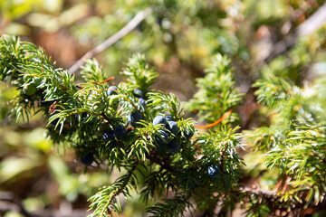 Rocky Mountain Juniper with berries blue pine berries on a pine tree