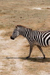 Fototapeta na wymiar Zebra a andar na ngorongoro crater