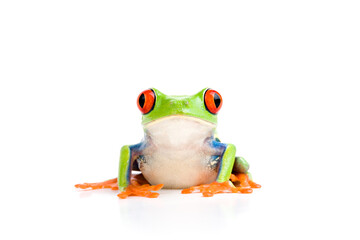 frog closeup - a red-eyed tree frog isolated on white