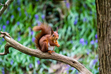 red squirrel on a tree