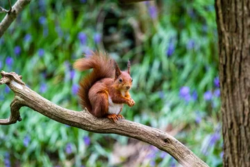  red squirrel on a tree © mark
