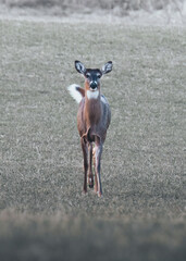white tailed deer with a white spot on its ear is standing in a field